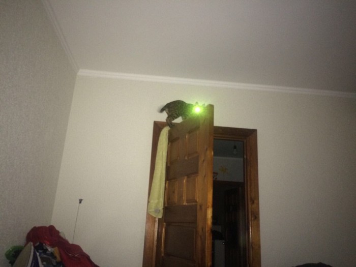 Котовторник!