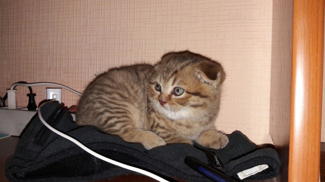 Котовторник 9.01.2018