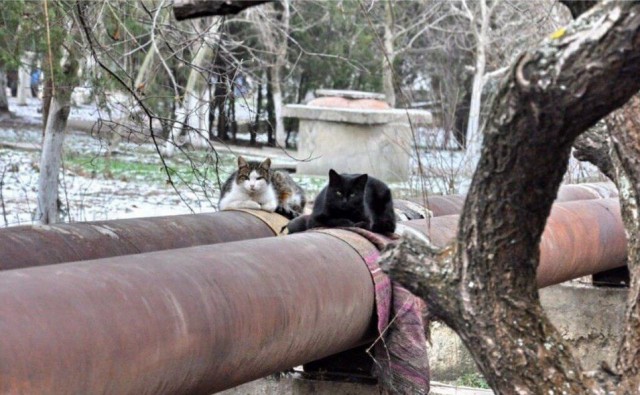 Прикольных котов пост