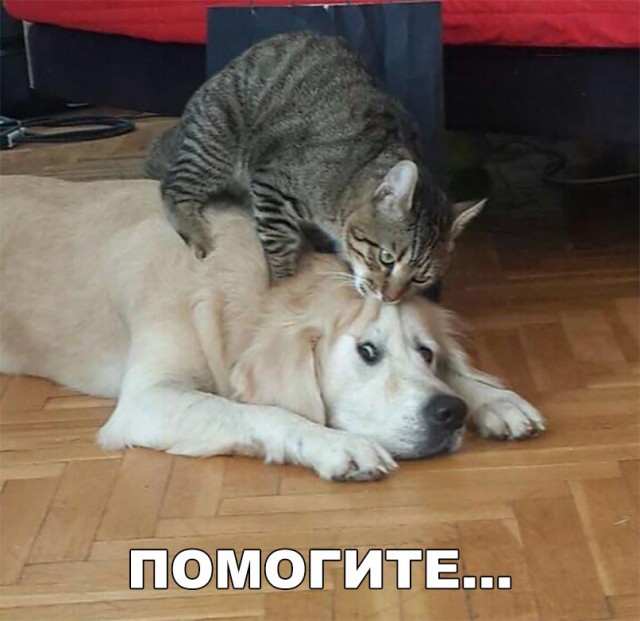 Живность из сети