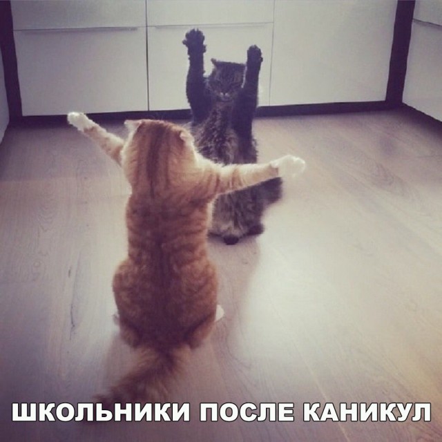 Фотобомбы котов