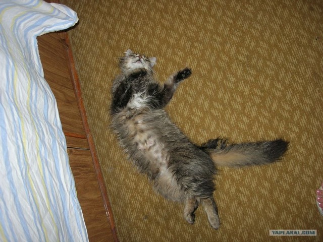 Котовторник: начало