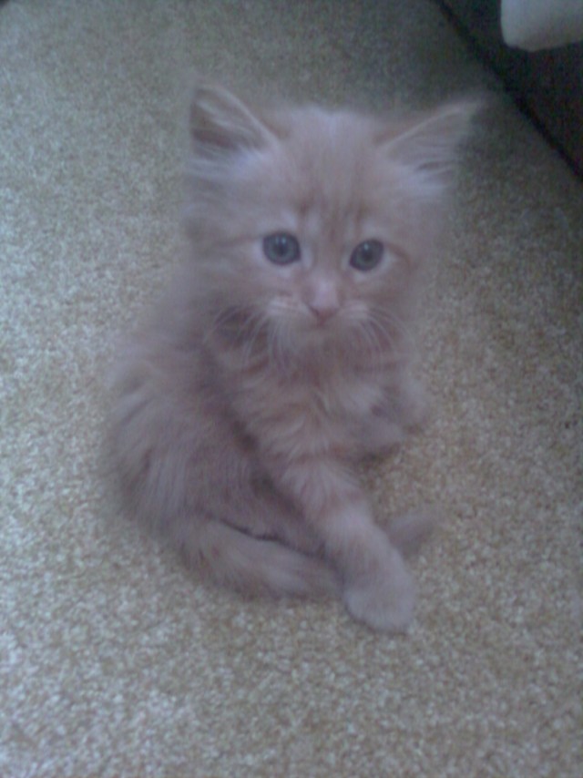 Котовторник 4.01.2011 - первый котовторник года