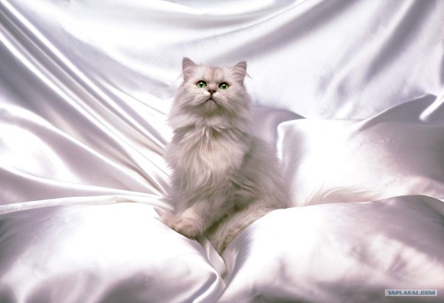 Котовторник