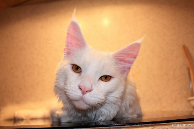 Состоятельный котовторник