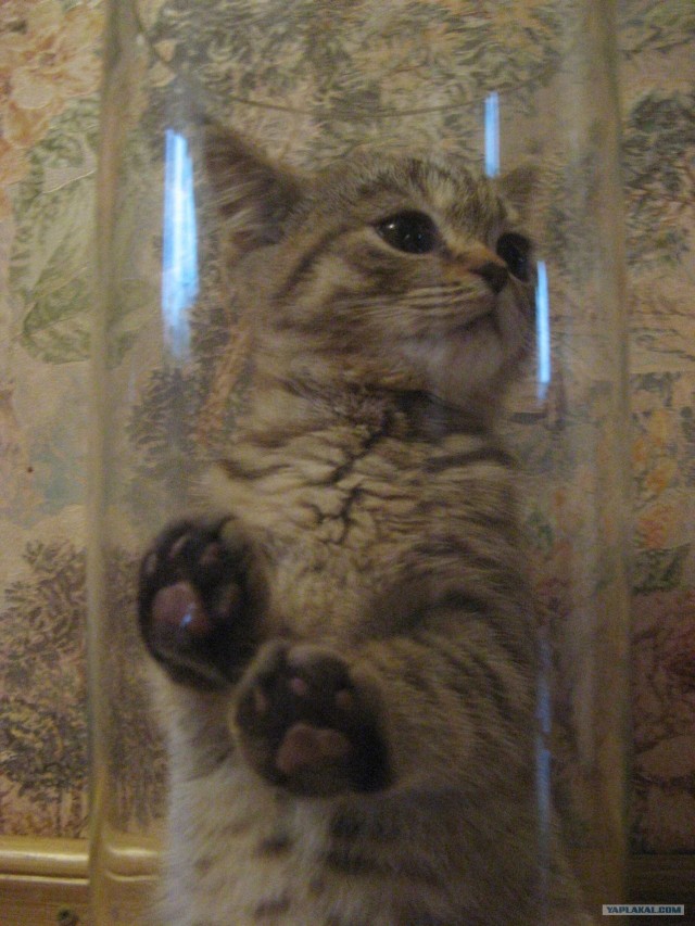Сонный Котовторник
