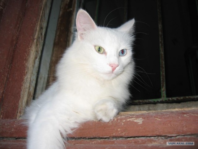 Котовторник 06.12.2011