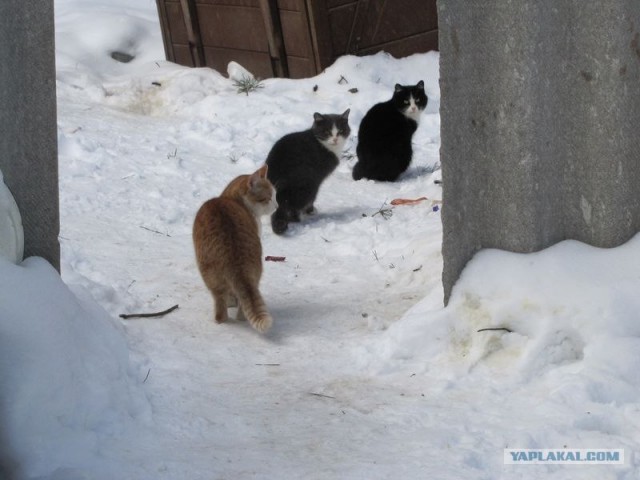 КОТОВТОРНИК (6.03.2012)