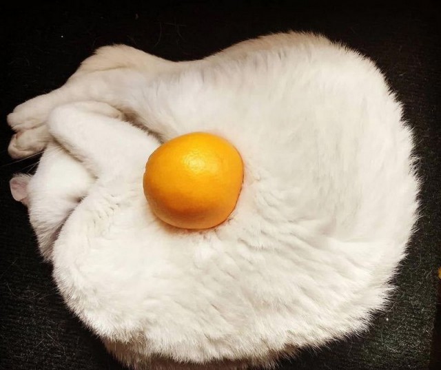 Прикольных котов пост