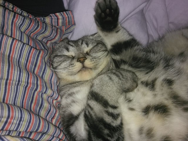 Забавные фото котеек