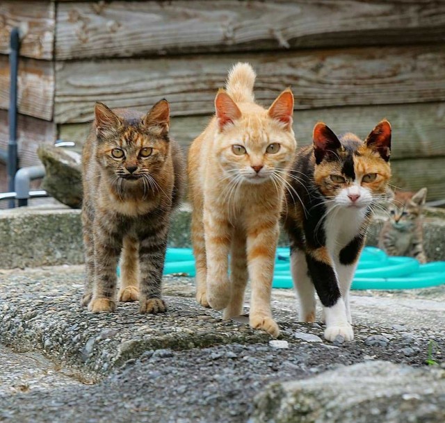 Котовторник однако