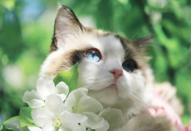 Котофеев пост