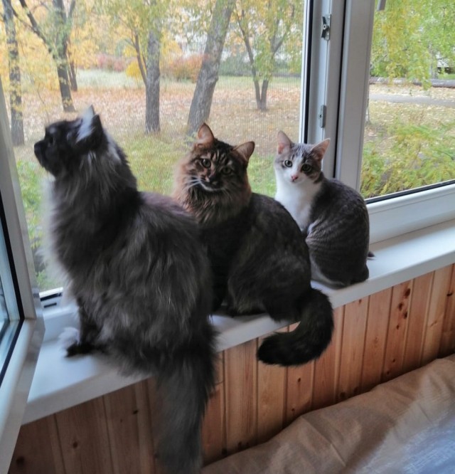 Коты из сети