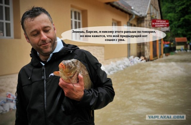 Фотожаба: Что с котэ?