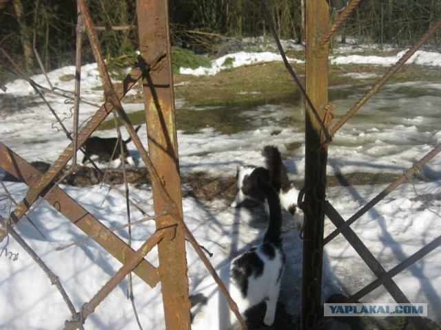 Жизнь домашнего приюта для котеек 331