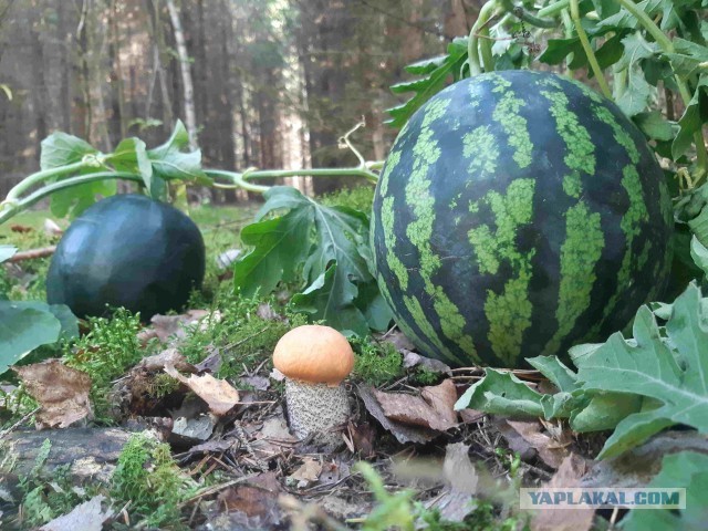 Тихая охота