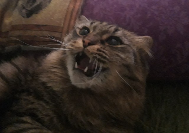 Даешь котовторник!