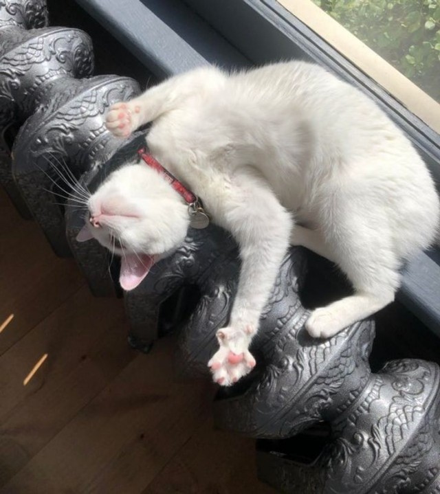 Которник
