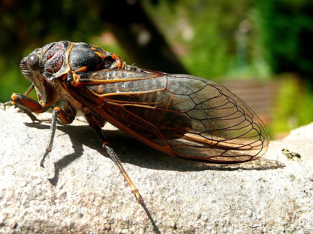 В США цикады под амфетамином устраивают беспорядочные оргии, пока у них не отвалятся гениталии