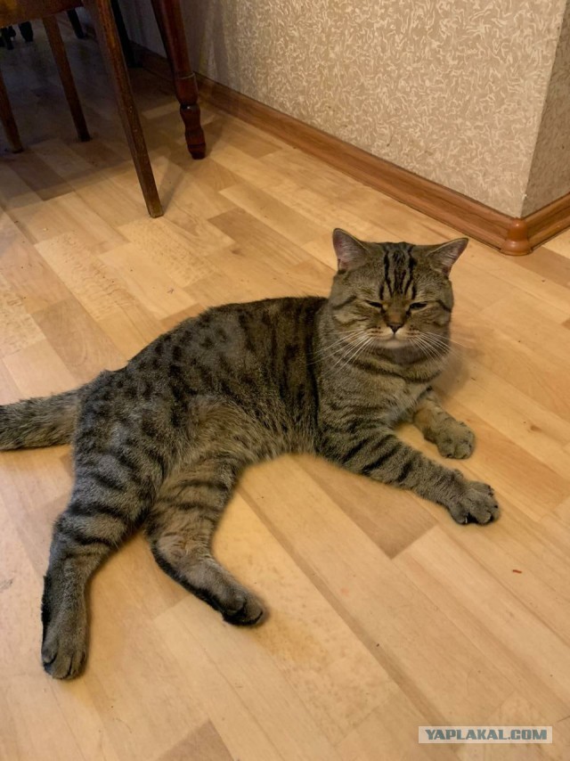 Кот Василий
