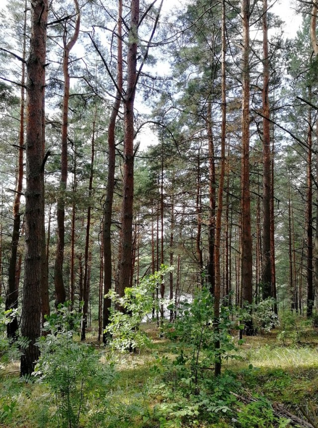 Сплав по реке Десна 01.08-08.08.2021