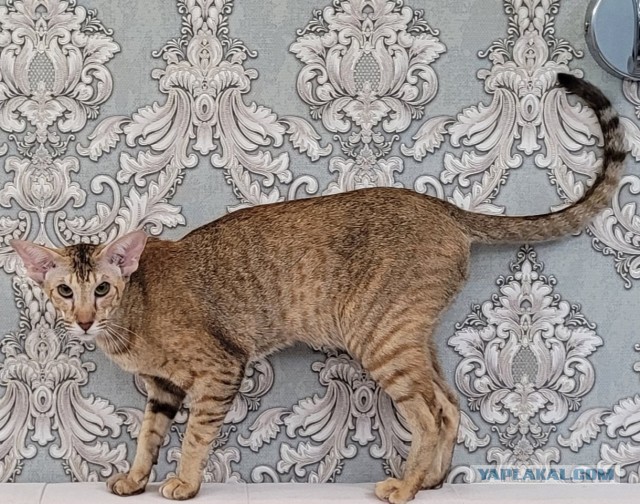 К котовторнику