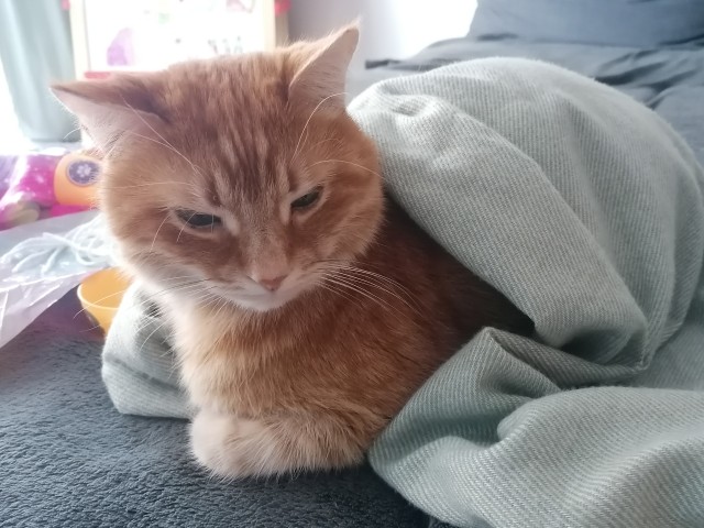 Котовторник