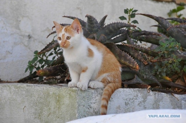 Любовь с первого взгляда