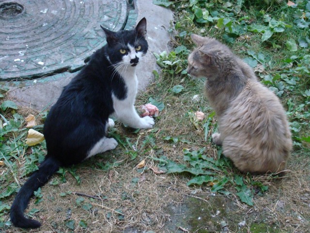 КотоФторник 23.08.22