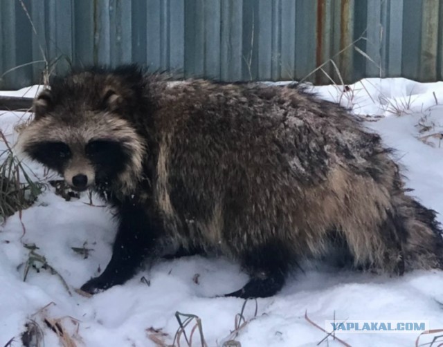 Как деревенский охотник нашел в лесу раненую енотовидную собаку и подружился с ней: «Откликается на Борьку»