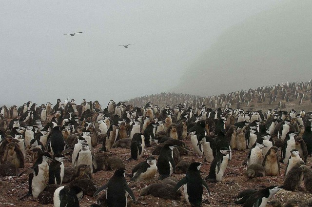 Северный ледовитый океан