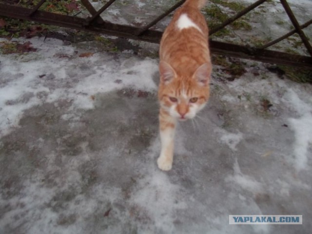 Жизнь домашнего приюта для котеек 426
