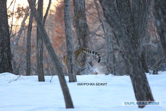 Молодые тигрицы Приморского сафари-парка