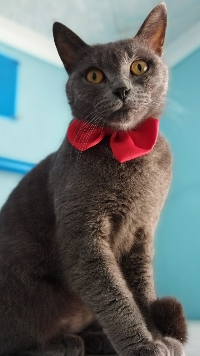 Котодракула