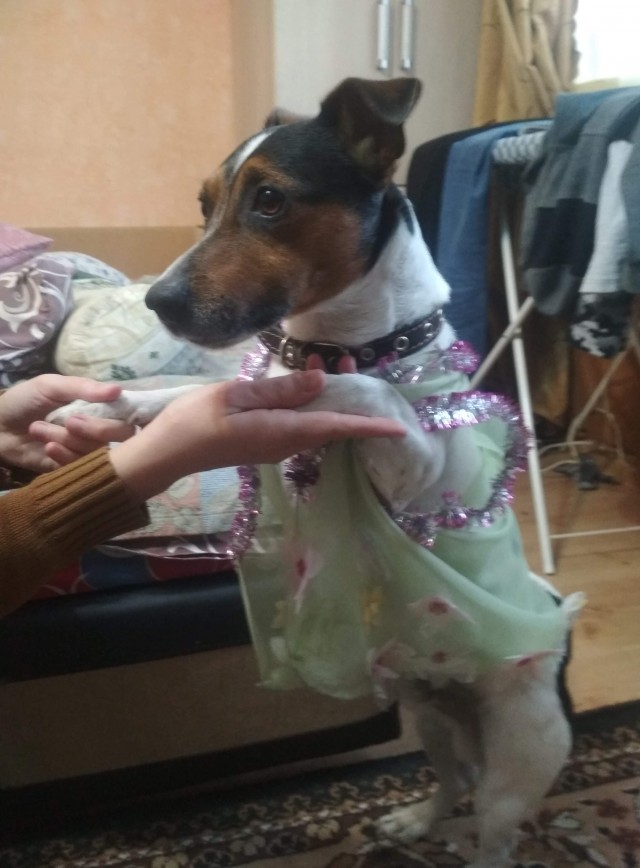 Собакам Япа