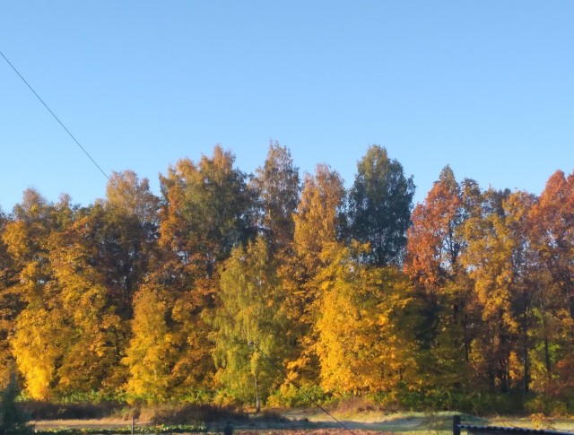 Краски осени
