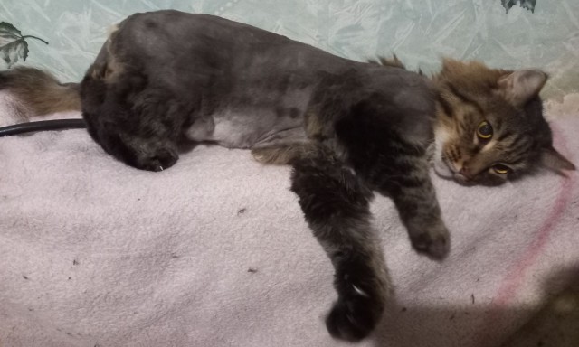 Когда кот не любит расчесываться