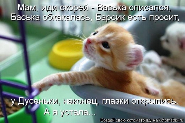Жизнь домашнего приюта "Котоленд" 413
