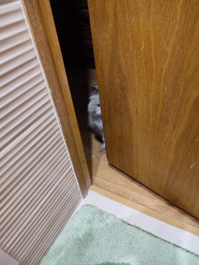 Котик в перьях
