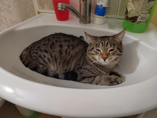 А в следующей жизни я хотел бы быть котом