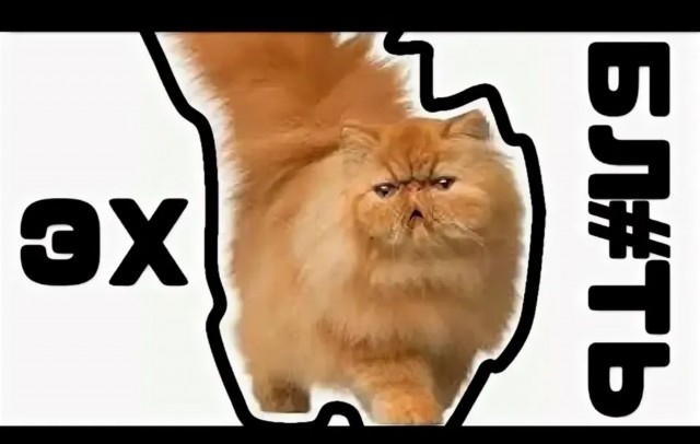 Сенсация! Учёные открыли, что кошки умеют говорить, но предпочитают молчать из-за человеческой глупости