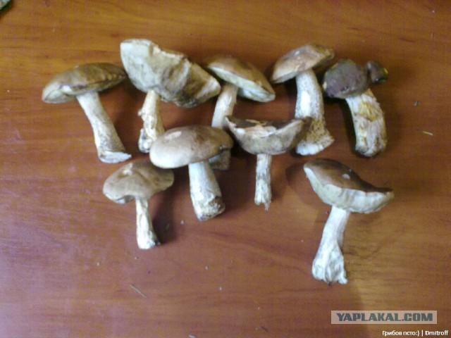 Поход за грибами,