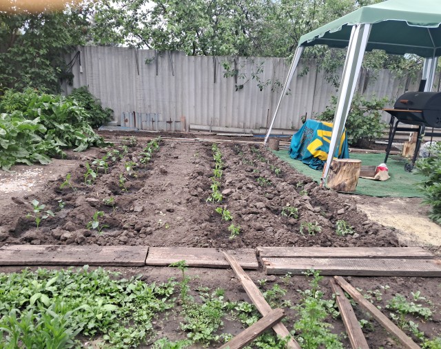 Посадил немного огородик