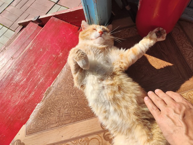 Котовторник