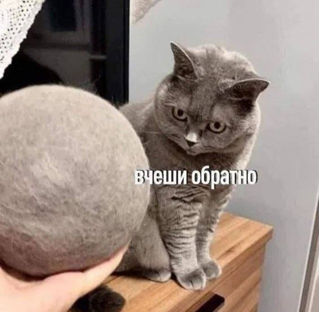 Нужен совет новому кошатнику!