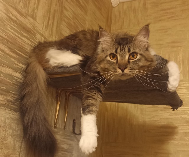 Хвостище к котовторнику