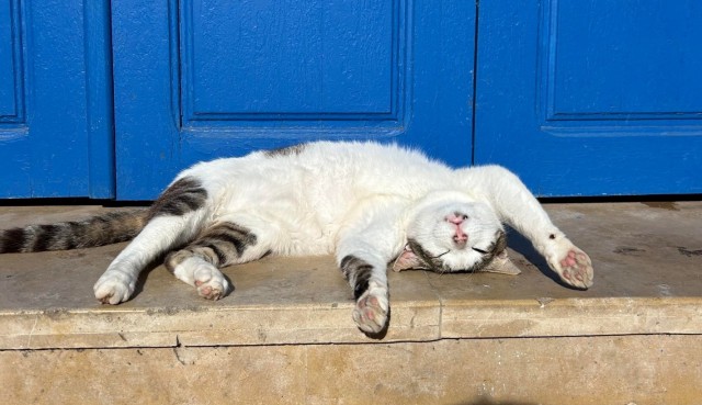 Уличные кошки Марокко