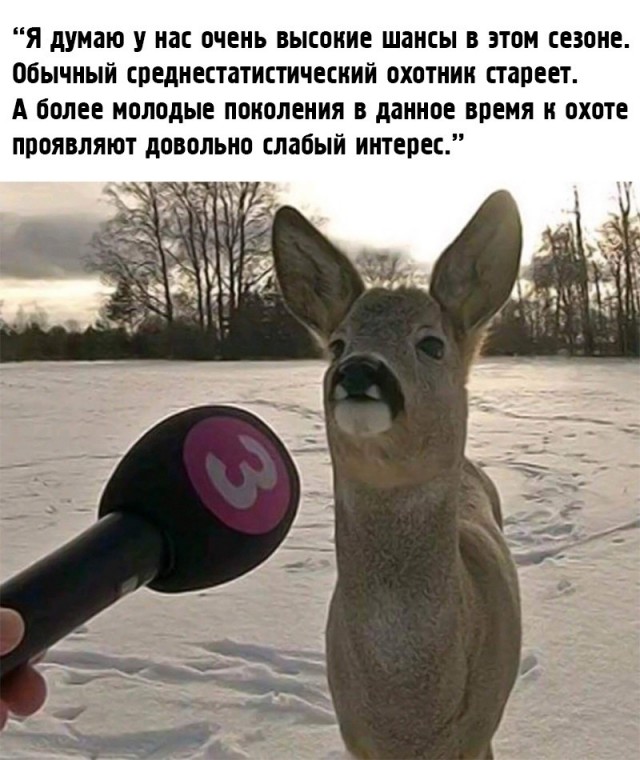 В 2017 году эстонский журналист попытался взять интервью у оленя...