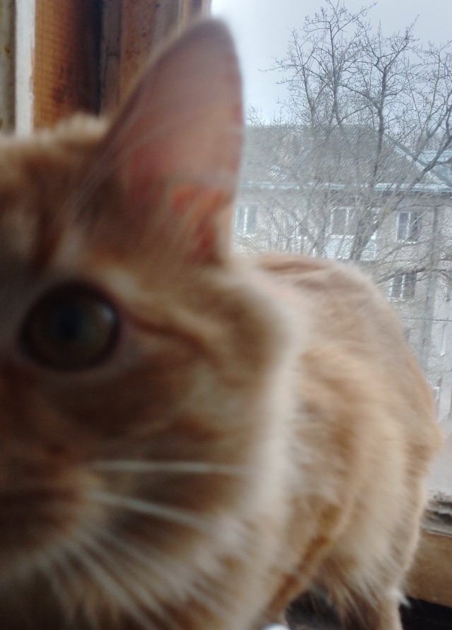 Было — Стало (котовторник)