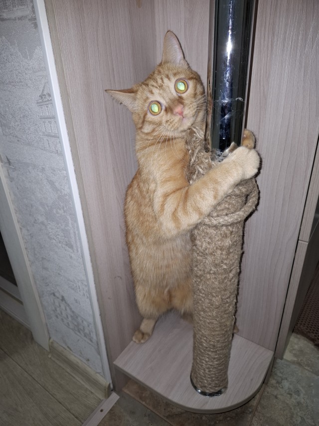 Рыжий-рыжий, полосатый (котовторник)